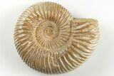 Polished Jurassic Ammonite (Perisphinctes) - Madagascar #203852-1